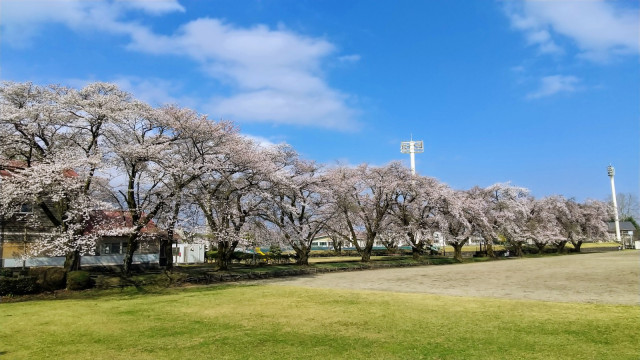 今市運動公園の桜並木